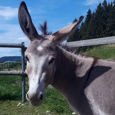 Allgäumax Füssen